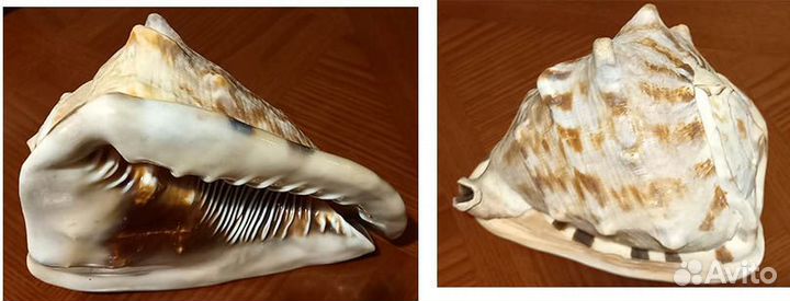 Крупные коллекционные морские раковины