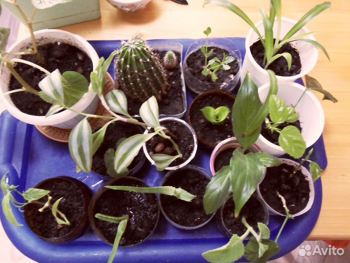 Набор растений Пахистахис Гибискус Спатифиллум