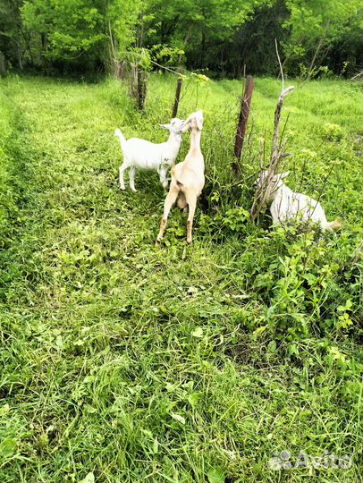 Козел ламанча