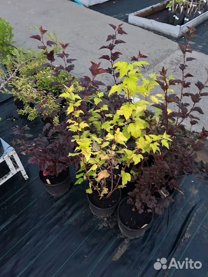 Декоративные растения