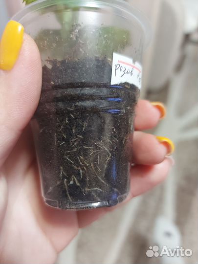 Бегония элатиор. Розовая и оранжевая