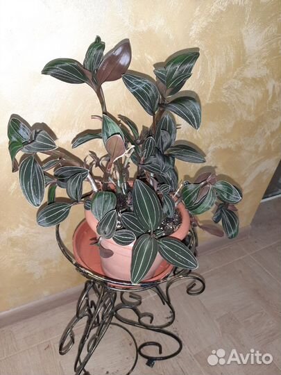 Орхидеи: дендробиум, камбрия, цимбидиум, лудизия