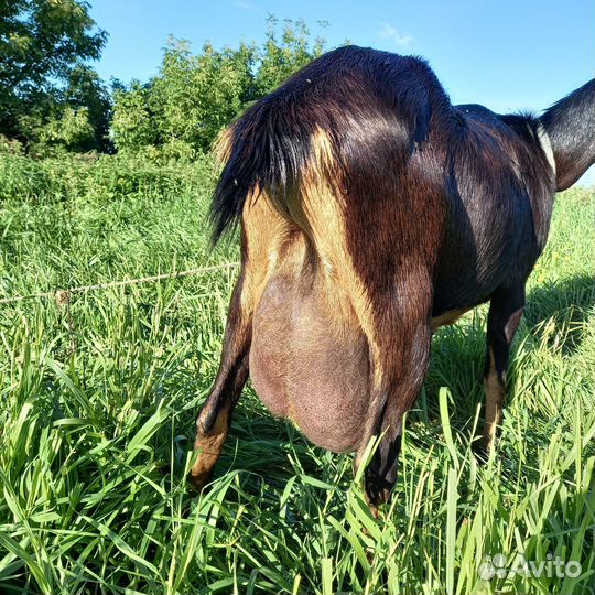 Коза дойная молочная