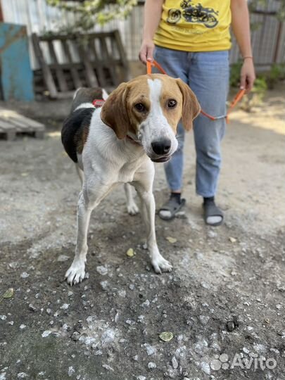 Собака в добрые руки