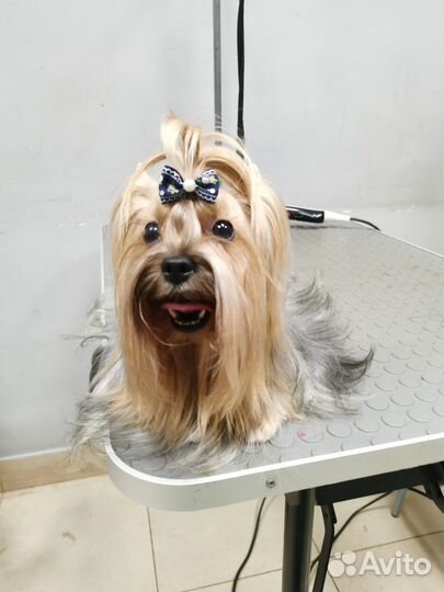 Стрижка собак и кошек