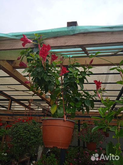 Диплодения