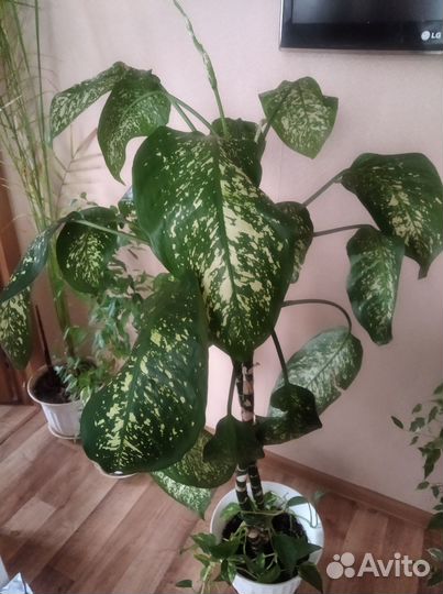 Диффенбахия и сциндапсус в одном горшке