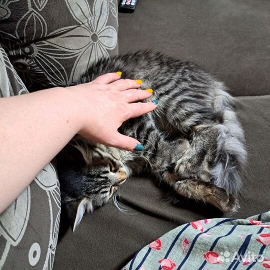 Котик