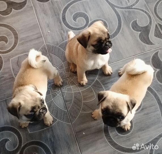 Мопсики девочки