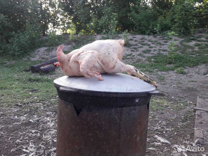 Куры утки гуси яйца