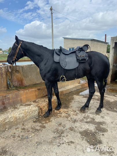 Карачаевский жеребец