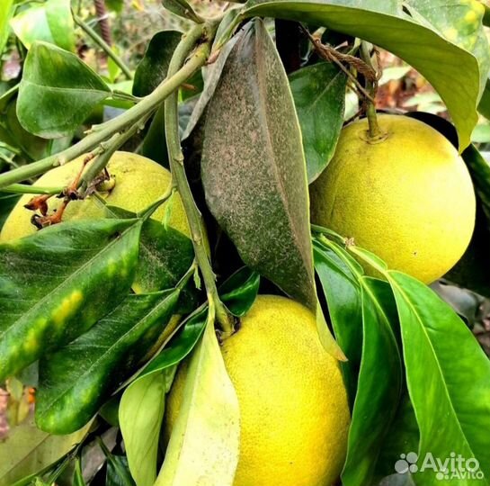 Помело Абхазия (подарок)ростки