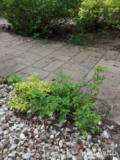 Садовые растения