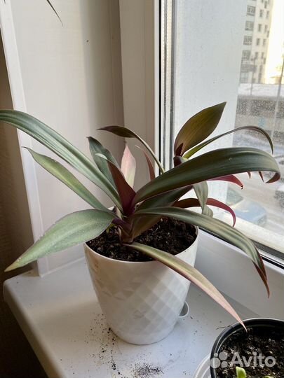 Традесканция рео много укоренившиеся с горшком