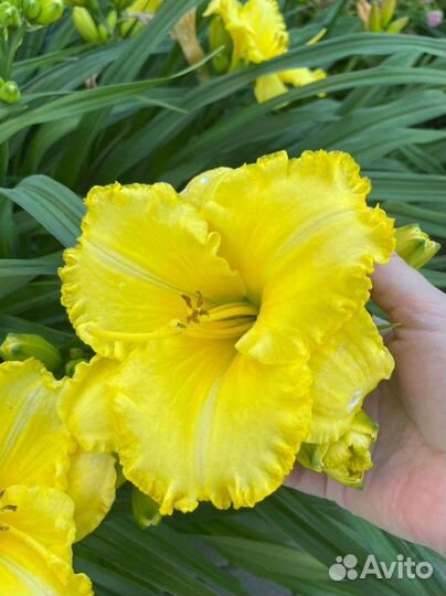 Лилейники сортовые