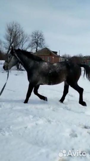 Продажа лошадей