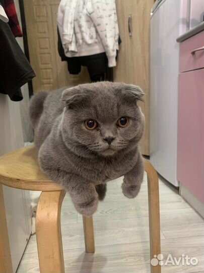 Шотладский вислоухий кот в добрые руки