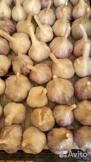 Чеснок