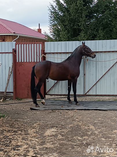 Продам лошадь