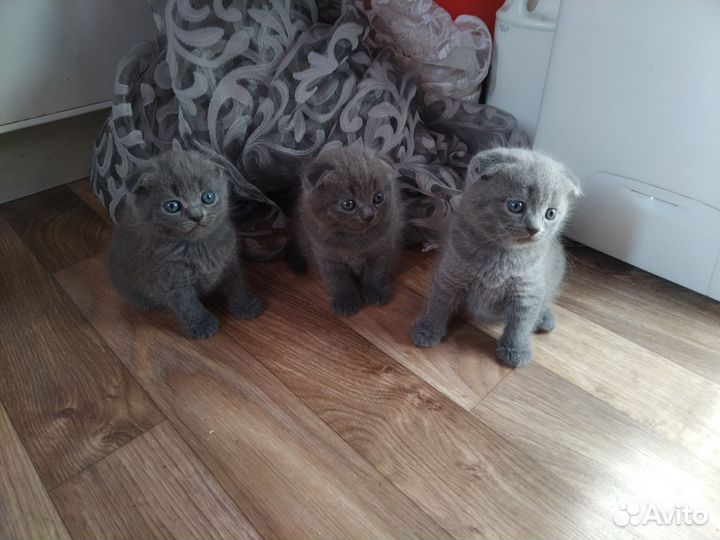 Вислоухие котята