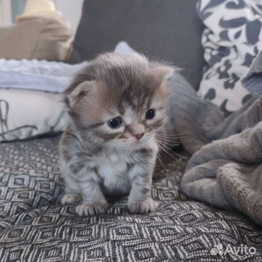 Кошка в дар бесплатно