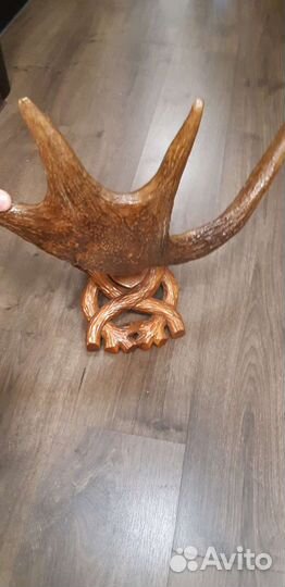 Рога лося