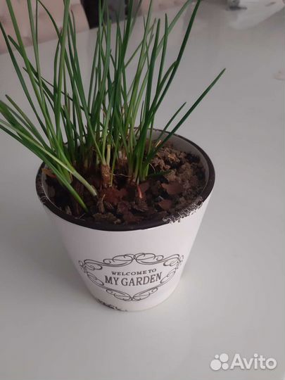 Зефирантес белый