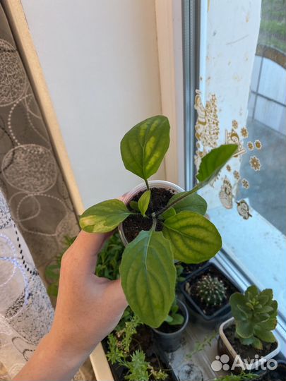 Гербера комнатная 