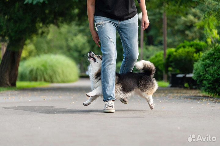 Услуги кинолога