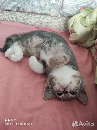 Британская кошка