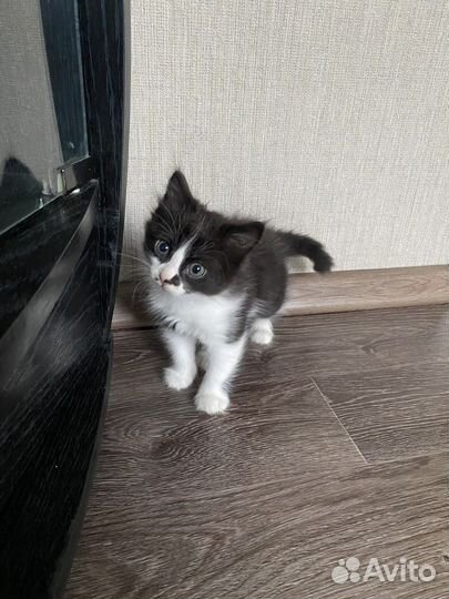 Котик мальчик