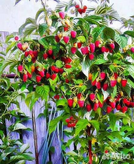 Малина дерево таруса