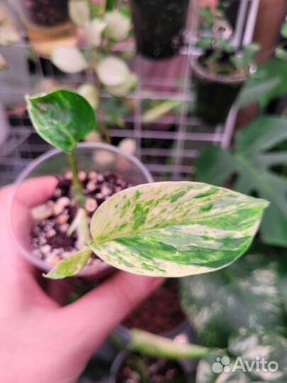 Сциндапсусы,эпипремнумы 2