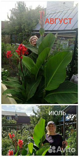 Канна Matla Flowers(красная)