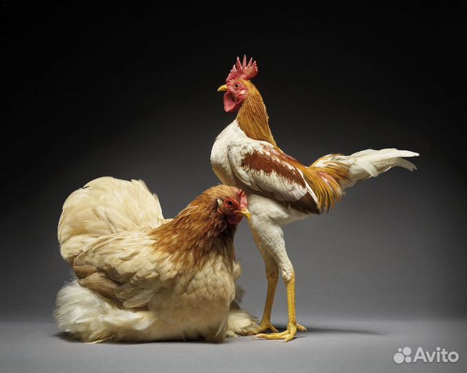 Куры несушки Белые