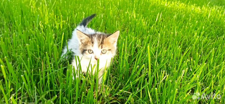 Котята ищут дом