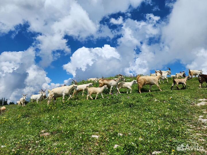 Экскурсии по абхазии