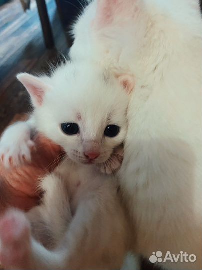 Котята от красивой мамы кошки