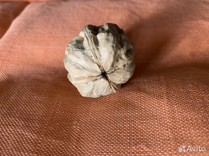 Четырехстворчатый четырехдольный орех