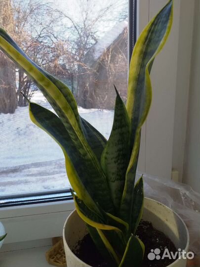 Сансевиерия лауренти