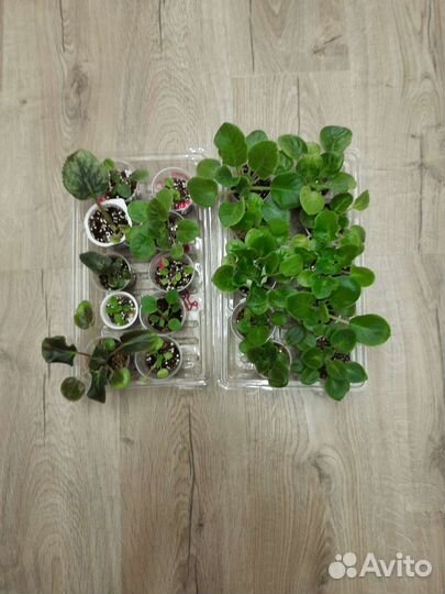 Наборы деток и листов с детками сортовых фиалок