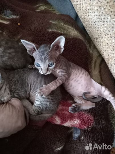 Донской сфинкс котята