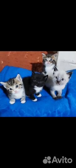 Котята только в добрые руки