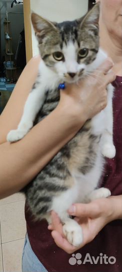 Потерялся кот