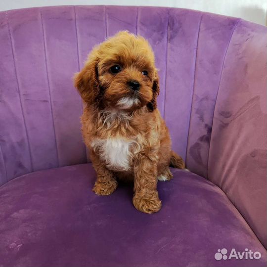 Щенки кавапу и мальтипу