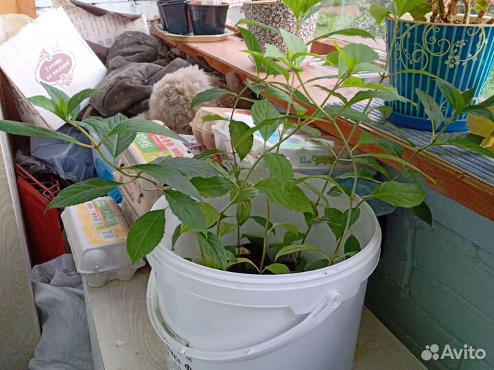 Гортензия саженцы