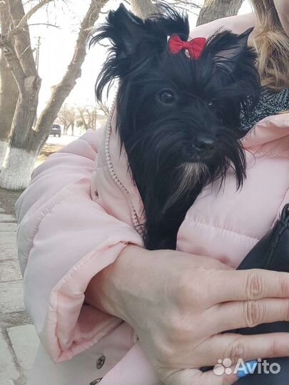 Черная Красотка