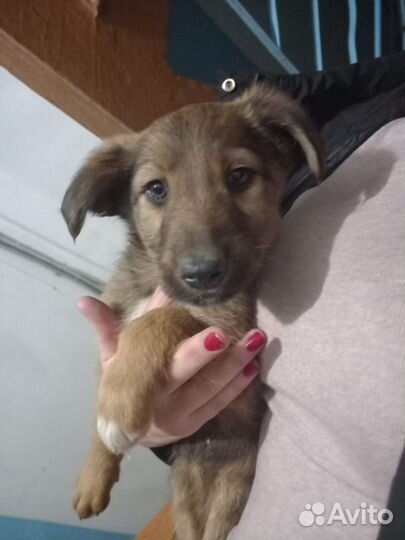 Собака в добрые руки отдам бесплатно