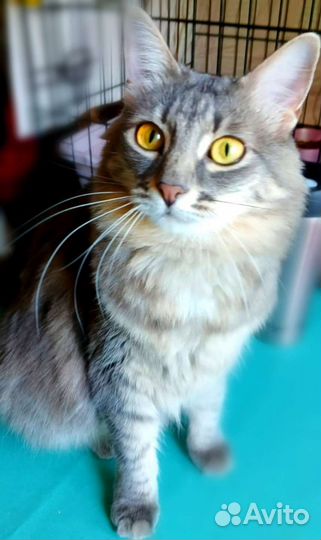 Красотка Фая ищет дом