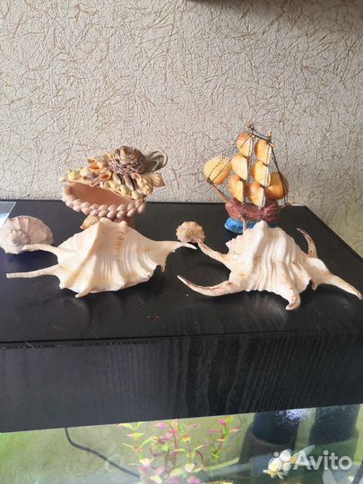 Ракушки большие